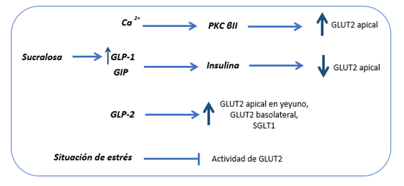 esquema-de-los-principales-mecanismos-de-control-de-absorcin-de-glucosa
